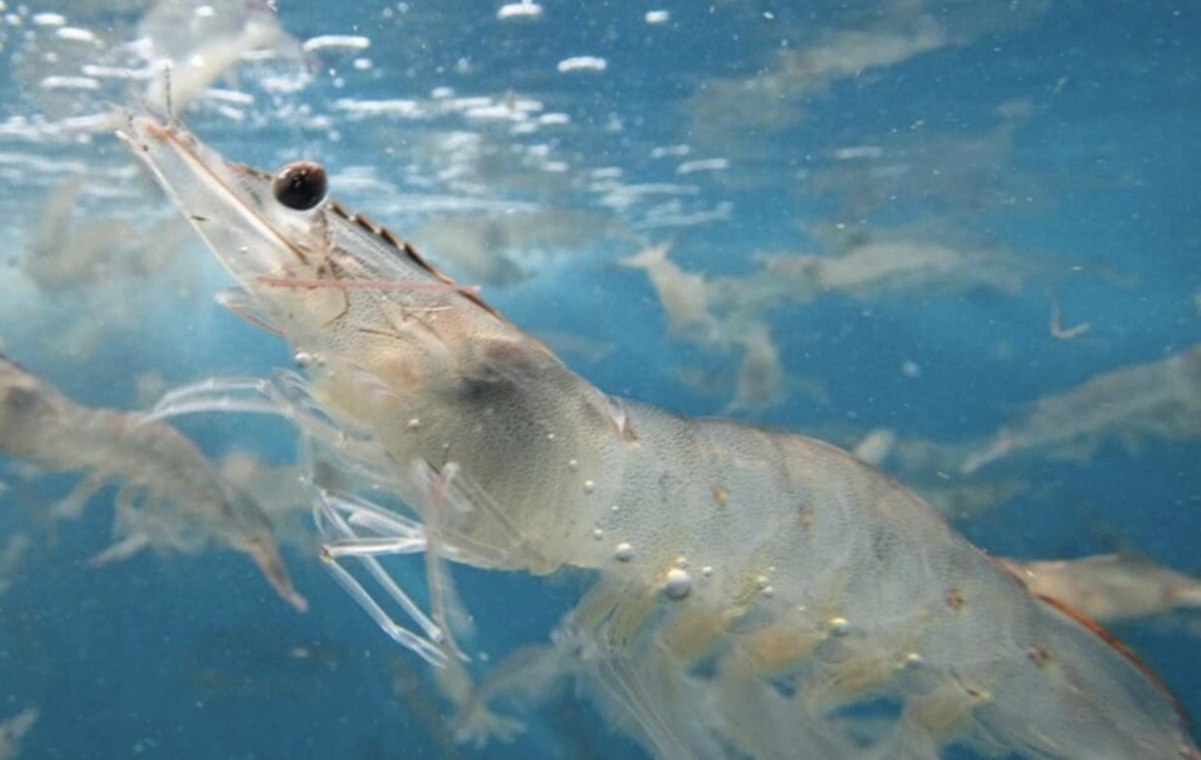 MỘT GÓC NHÌN VỀ SẢN XUẤT NUÔI TÔM QUY MÔ LỚN