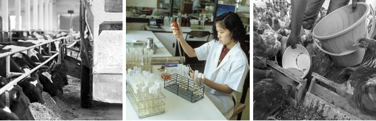 PROBIOTICS IN ANIMAL NUTRITION